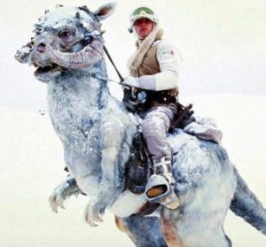 Tauntaun Tauntaun